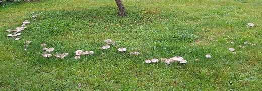 Čarodějný kruh zemní a nadzemní forma tvořený z bedel zahradních v Choustníkově Hradišti
