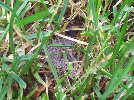 Dolarová skvrnitost - pavučinkové mycelium