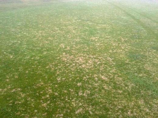 Dolarová skvrnitost na golfovém hřišti 