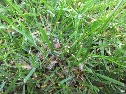 Detail mycelia 