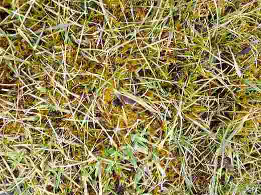 Mechy vyskytující se v trávnících postupně vytlačují travní porost a trávník z užitkového a estetického hlediska znehodnocují.