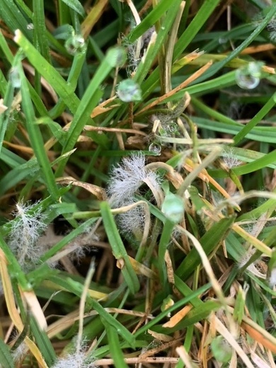 mycelia