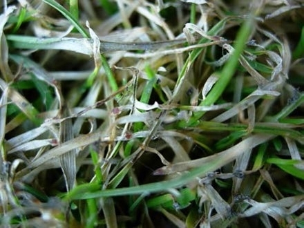 Plíseň sněžná detail.jpg