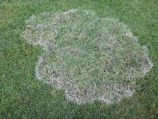 Pythium.jpg
