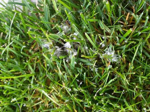 Pythium mycelium.jpg