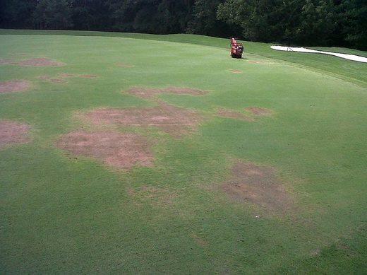 Pythium následky na greenu.jpg