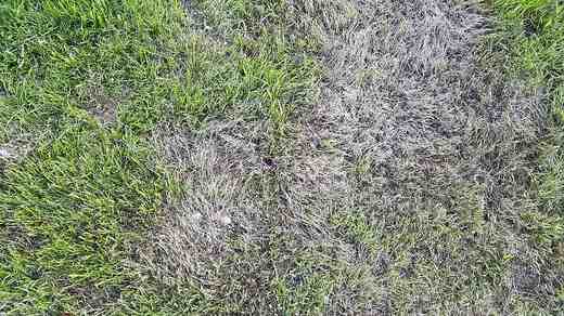 Pythium v ploše.jpg