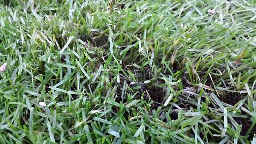 Pythium zčernání rostlin.jpg