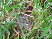 Dolarová skvrnitost - pavučinkové mycelium