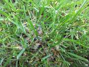 Detail mycelia 