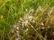 mycelia infekčních chorob