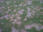 Paluška travní na golfovém hřišti 