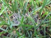 Detail pavučinkového mycelia - je patrné v časných ranních hodinách