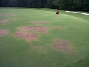 Pythium dokáže trvale zničit porost, postihuje všechny druhy a postupuje velmi rychle - green na golfovém hřišti