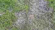 Poškozená trávníková plocha napadená Pythiovou spálou